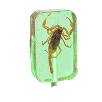 Insect Candy